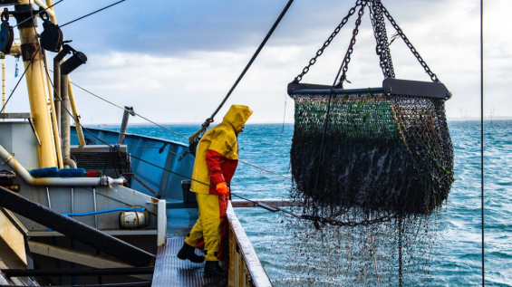 Russia poised to secure 90,000-100,000 tons of fish annually as deal nears signing with Morocco
