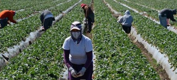 Moroccan agricultural workers in Huelva form historic union to defend rights