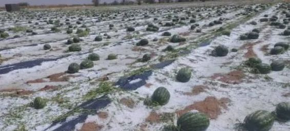 Urgent appeal for compensation following storm damage to crops in Zagora province