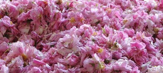 Morocco's Damask rose production set to surge : A boost for sustainable development