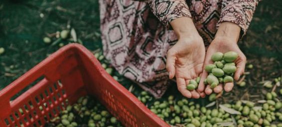 Marruecos: Alwana, un proceso de tostado y extracción de aceite de oliva por mujeres