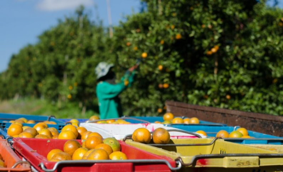 La industria de los cítricos en Marruecos frente a los desafíos climáticos