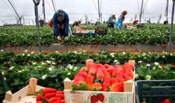 Spanish union exposes labor abuses against Moroccan seasonal workers in Huelva