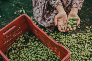 Marruecos: Alwana, un proceso de tostado y extracción de aceite de oliva por mujeres