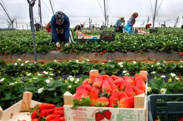 Spanish union exposes labor abuses against Moroccan seasonal workers in Huelva