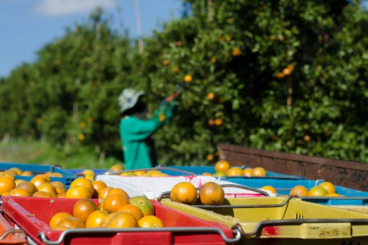 La industria de los cítricos en Marruecos frente a los desafíos climáticos