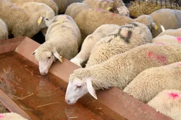 Marruecos va a gastar 6,2 mil millones de dirhams en un programa para la reconstrucción del ganado.