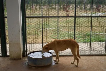Marruecos refuerza estrategia de control y bienestar para perros callejeros