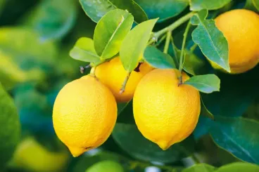 Marruecos: Las exportaciones de limones se recuperan tras cuatro años de declive