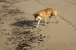 Maroc : Décès d'un enfant à Nador après une morsure de chien errant