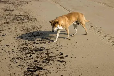 Maroc : Décès d'un enfant à Nador après une morsure de chien errant