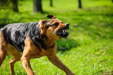 Rabid dog from Morocco detected in Melilla marking fifth case in 2025