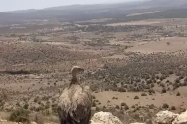 Un buitre fue rescatado y liberado en Jerada gracias a una rápida movilización de la ANEF