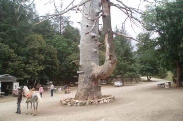 Azrou: Bajo el cedro Gouraud, la historia de un general francés