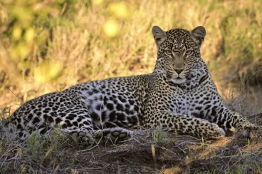 El leopardo del Atlas sigue rondando las montañas de Marruecos