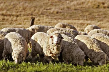 Exportation de moutons australiens vers le Maroc échoue malgré une demande élevée