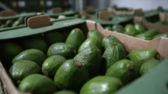 Morocco breaks avocado export records, surpassing 100,000 tons