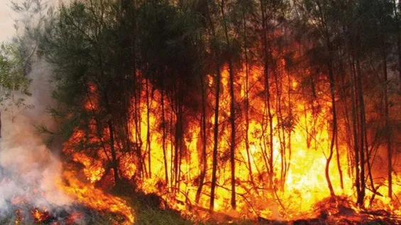 Morocco : 8 fires contained in 24 hours, 20 hectares burned (ANEF)