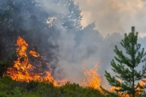 Forest fire in Al Hoceima contained after rapid response