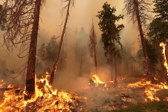 High to extreme forest fire risk expected in Morocco from June 27 to July 4