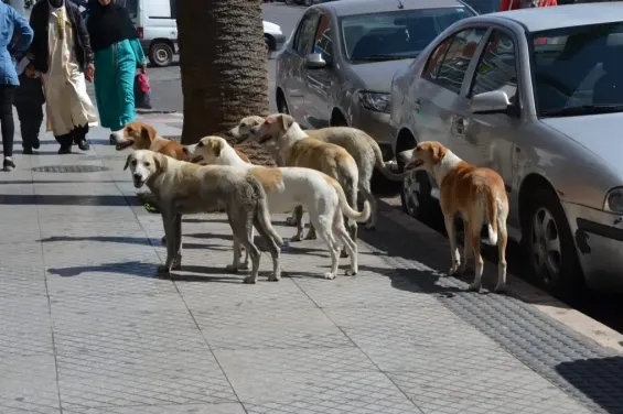Swiss tourist dies from stray dog bite in Agadir