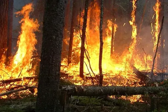 Efforts intensify to combat forest fire near Tetouan with Canadair support