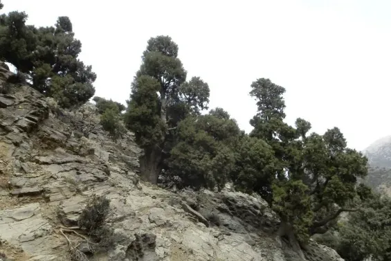 Marruecos: El ciprés, un árbol antiguo en decadencia y un símbolo del Atlas