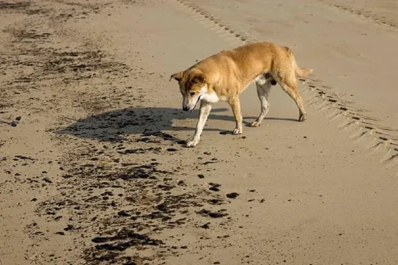 Tragic death of seven-year-old boy after stray dog bite in Nador
