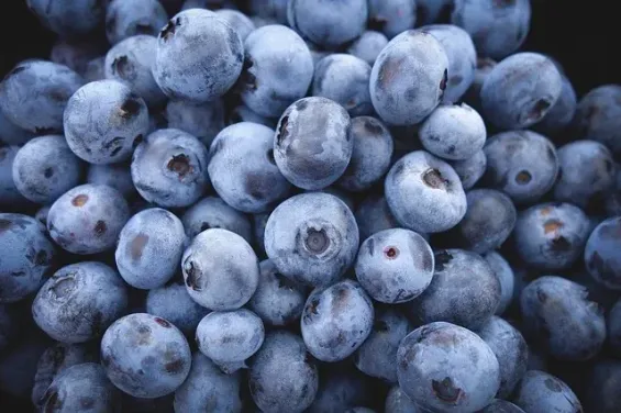 Morocco rises to fourth in global blueberry exports with record growth