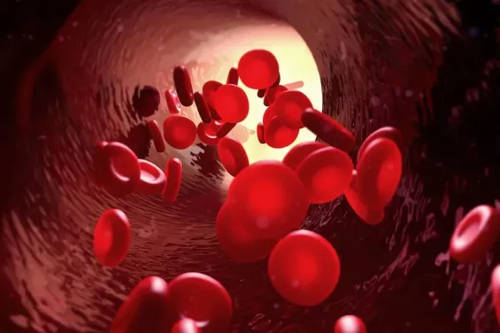 FM6SS achieves breakthrough in reprogramming blood cells into stem cells in Morocco