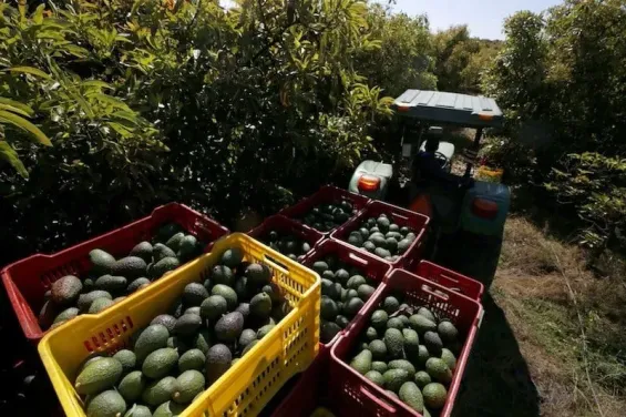 Morocco's avocado harvest withstands heatwave losses