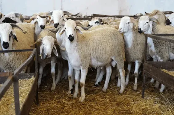 Morocco's livestock census sparks skepticism and calls for urgent review