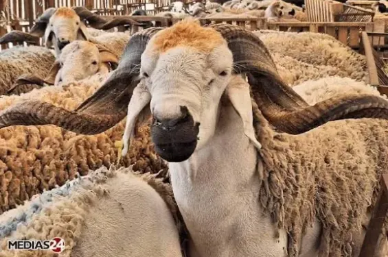 PJD questions Morocco's official livestock figures amid opposition scrutiny
