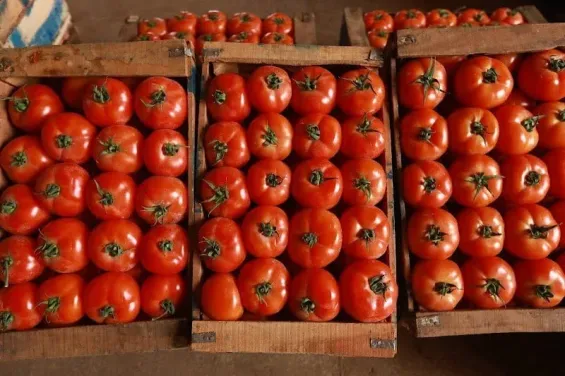Morocco surpasses Spain as second largest tomato supplier to EU markets