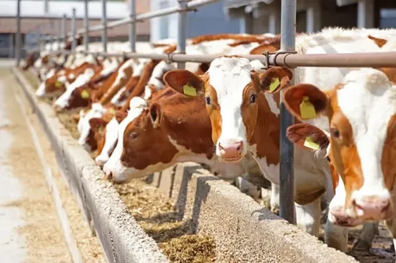 Spain halts live cattle exports to Morocco amid lumpy skin disease outbreak