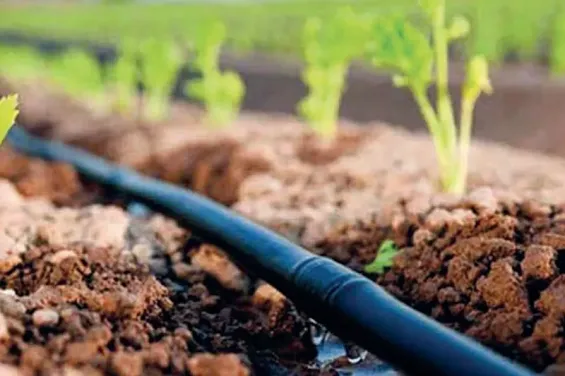 Morocco - Japan : Nearly 3.9 billion dirhams for hydro-agricultural development in the Gharb