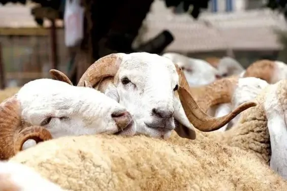 Moroccan government allocates 3.172 billion dirhams in direct aid to livestock farmers