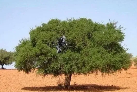 The Argan tree, a craft perfected in the Essaouira region for over 150,000 years