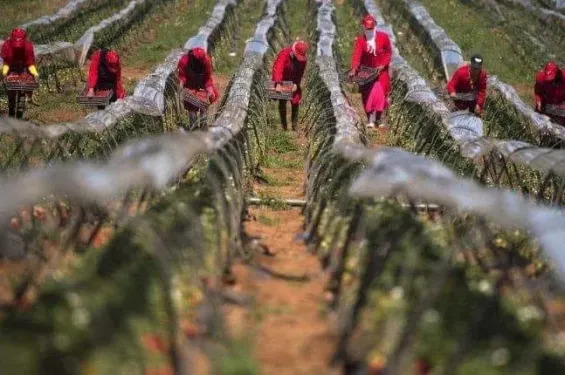 Morocco’s female farm workers at the heart of a new Alternatives Agricoles issue