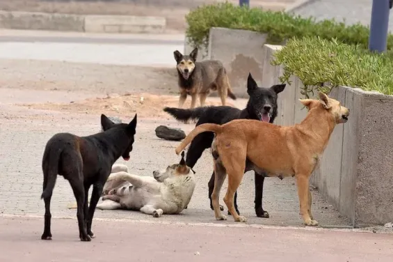 French child of Moroccan descent dies in Marrakech after fleeing stray dogs