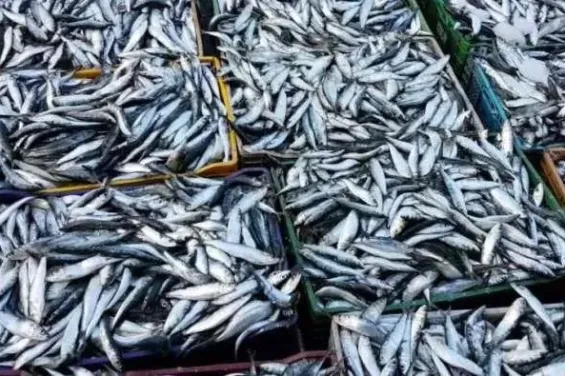 Preventive measures stabilize sardine prices in Morocco ahead of Ramadan