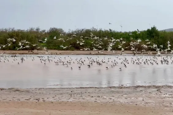 The Oued Ksob wetland in Essaouira / Ph. ANEF