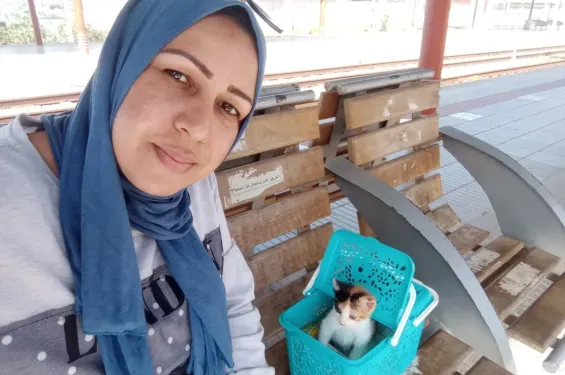 From nurse to caregiver of 70 cats: One woman’s quiet rescue mission