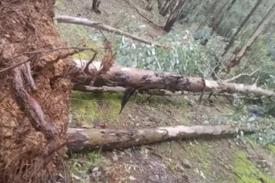Maâmora Forest tree damage attributed to storms not logging, says agency