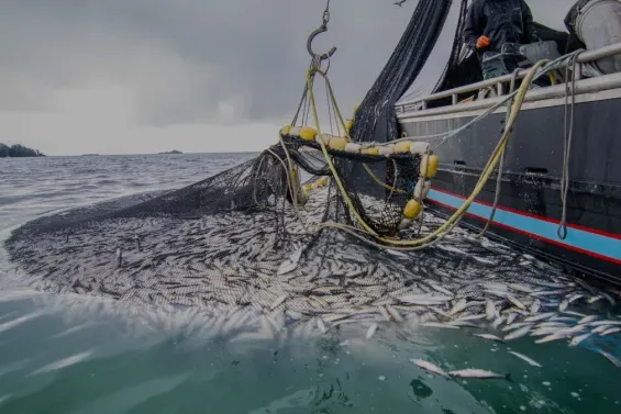 Morocco divides coastal trawling and longline fishing fleets to boost sustainable fisheries