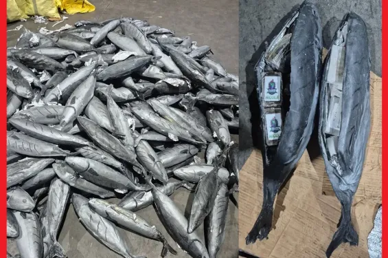 Inside fish models: 3.9 tons of cannabis resin thwarted at Tangier Med