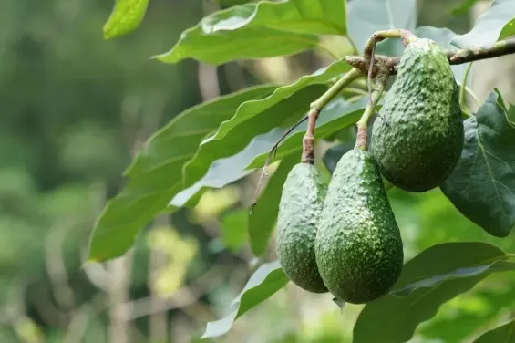 Moroccan avocado exports face challenging 2025 season with severe climate impacts