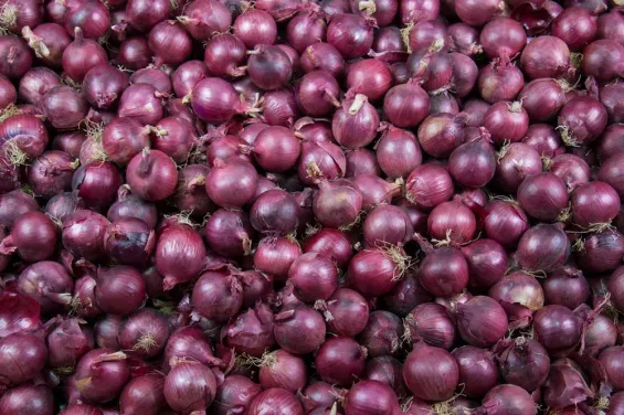 Between storage challenges and season’s end, onion prices in Morocco soar 