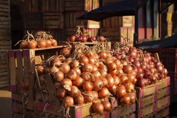 Morocco turns to Dutch onions as domestic shortage deepens