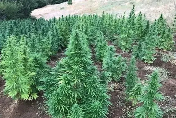 Cannabis production in Morocco rises to 19,576 quintals in 2025